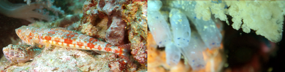 フィリピントップ